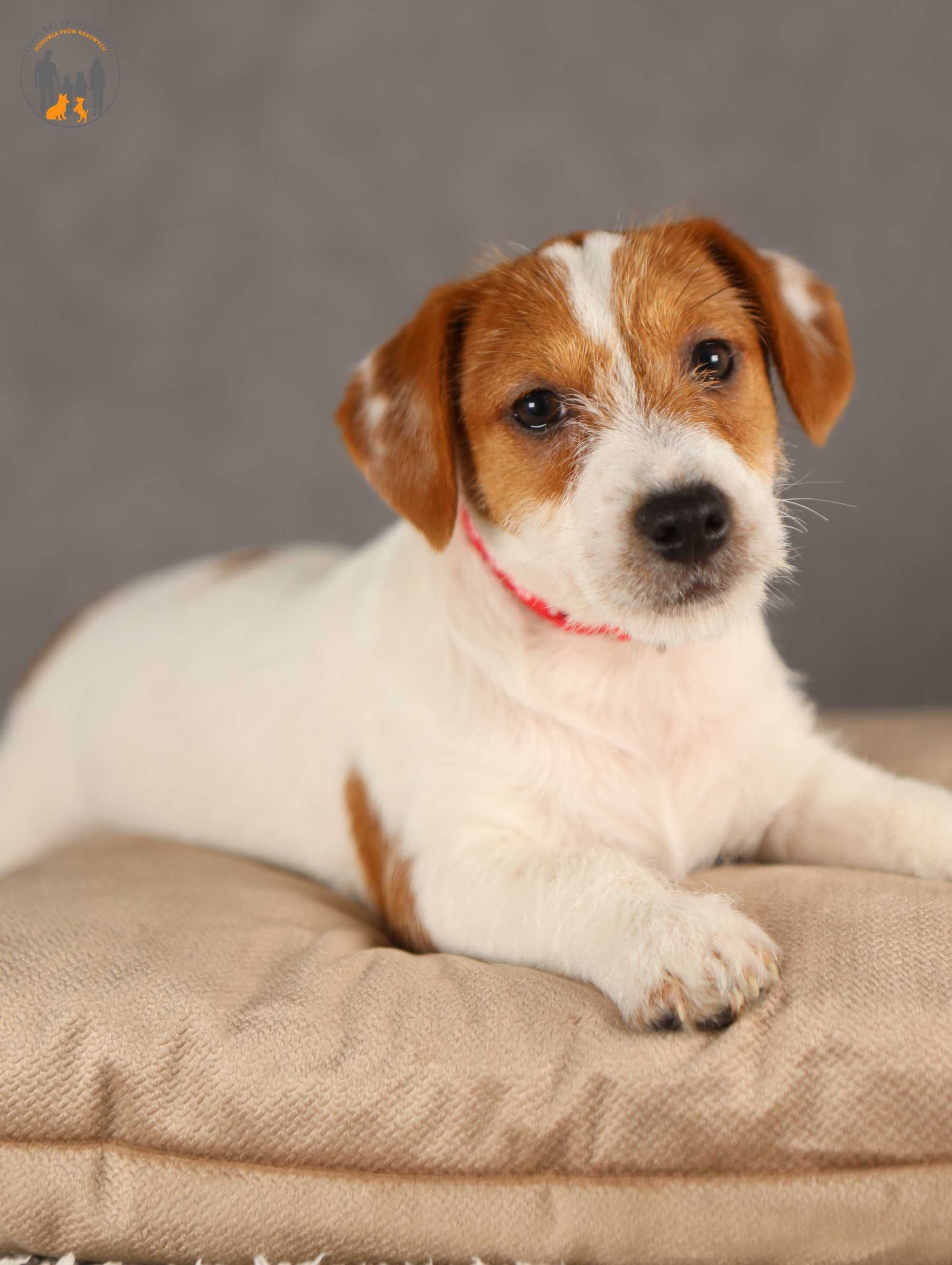 Jack Russell Terrier ZKwP FCI piesek