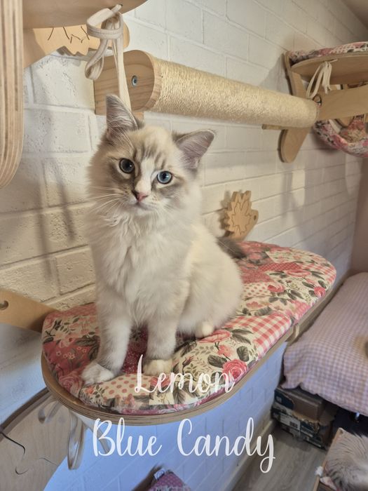 Kot Ragdoll Lemon Blue Candy Pl Warszawa FPL Gotowy do odbioru