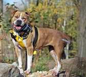 Cudowna Ginger - Pitbull szuka dobrego domu