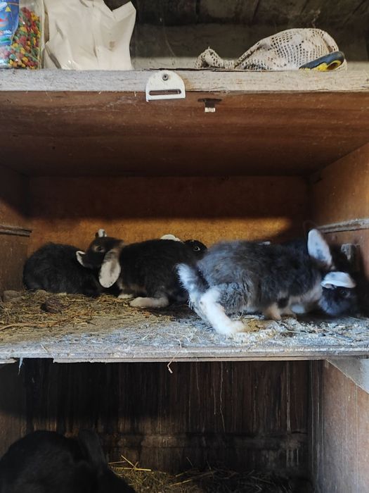 Продам кролики 2місячні.