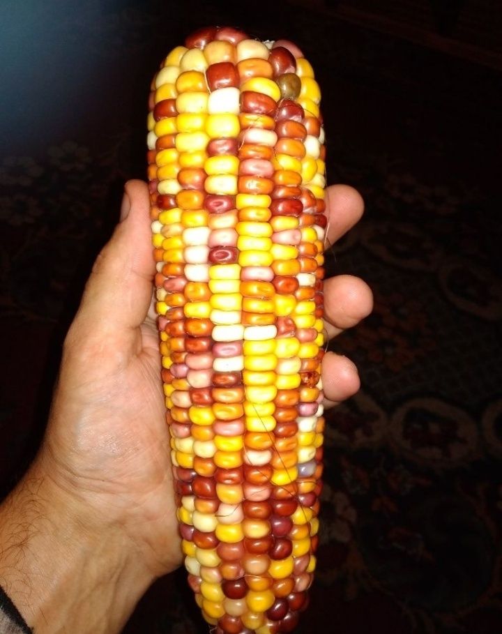 Радужная кукуруза