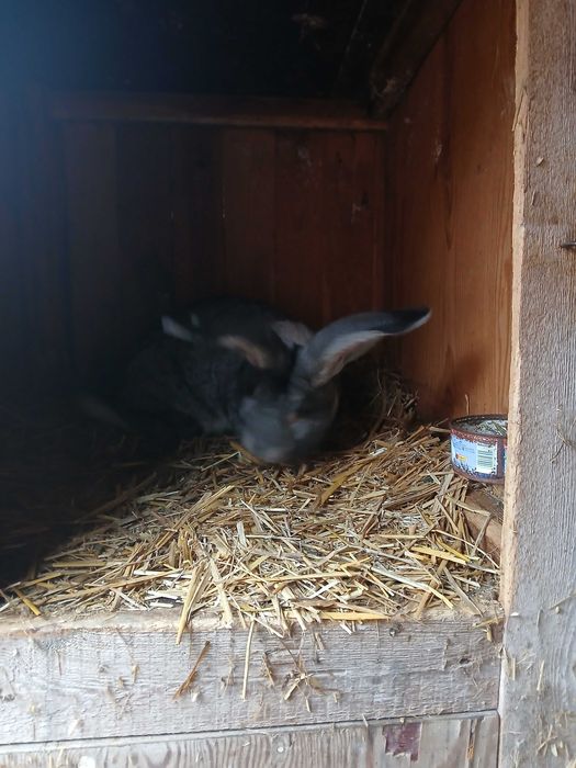 Sprzedam Belg olbrzym