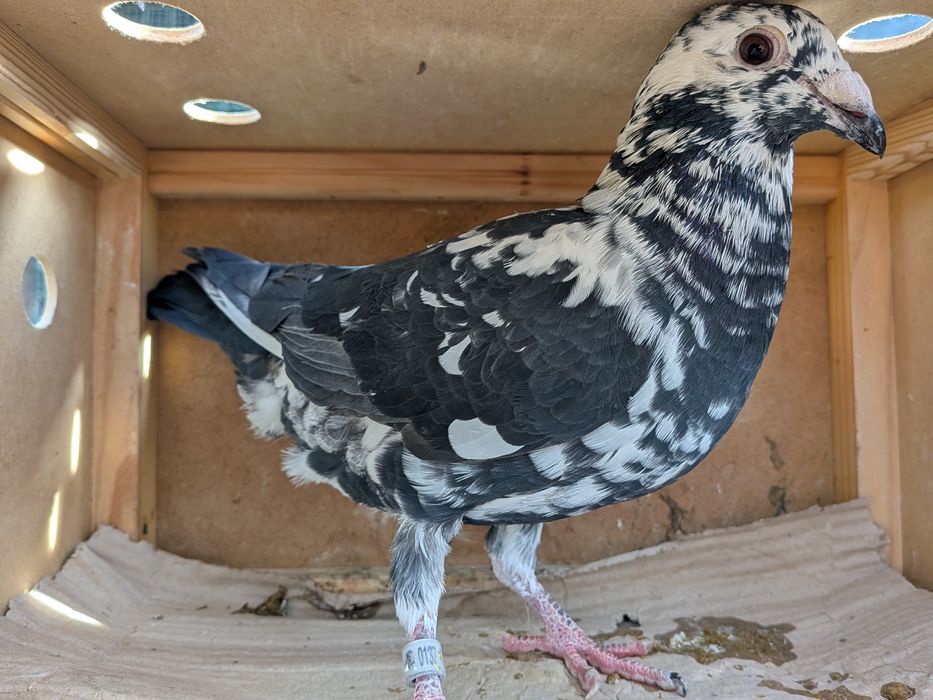 Gołębie pocztowe Tygrysy