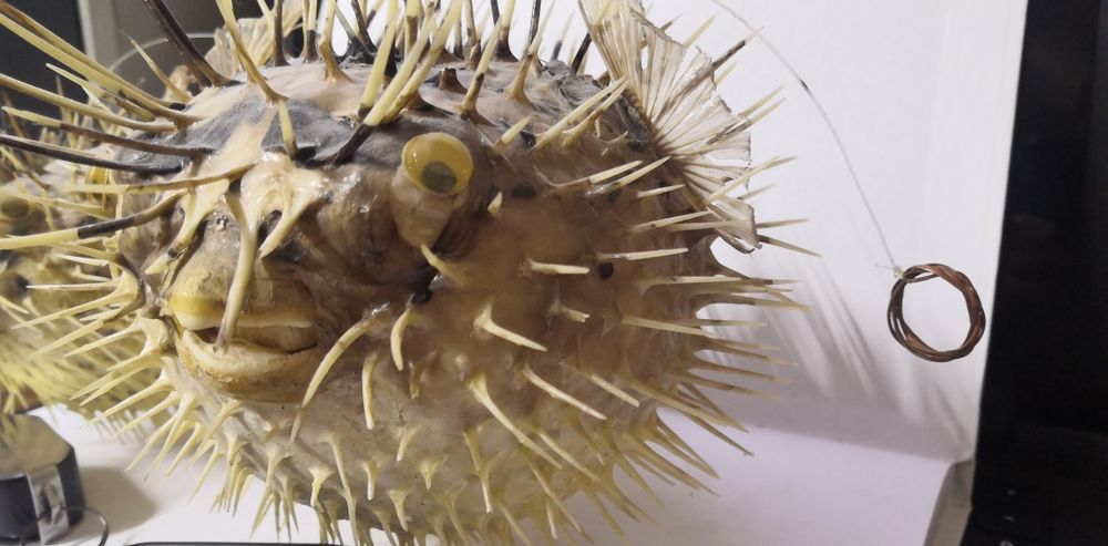 Продам чучело рыбы фугу