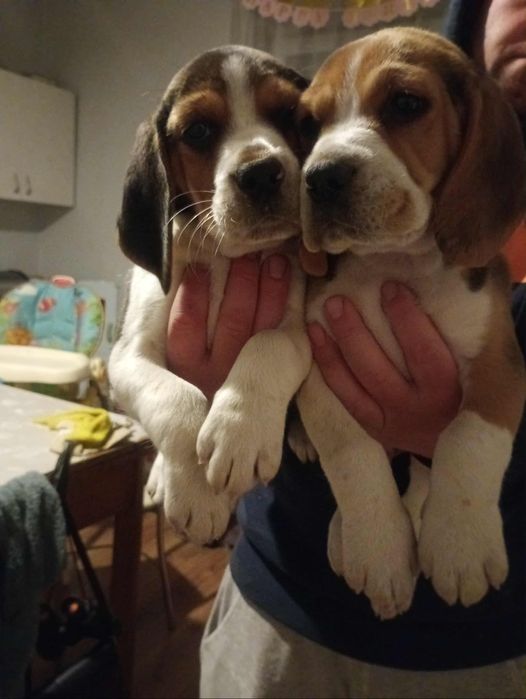 Sprzedam suczke Beagle