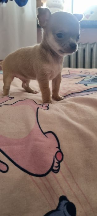 Chihuahua xs fawn  samiec rezerwacja do niedzieli