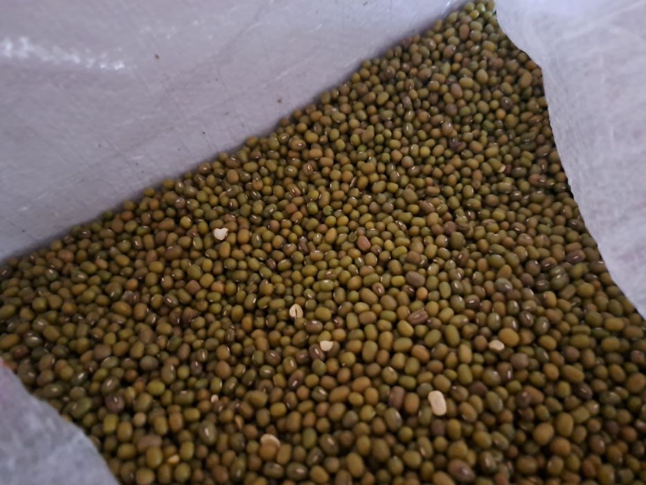 Fasola Mung 7 zł kg , 70 zł za 10 kg papuga,gołębie