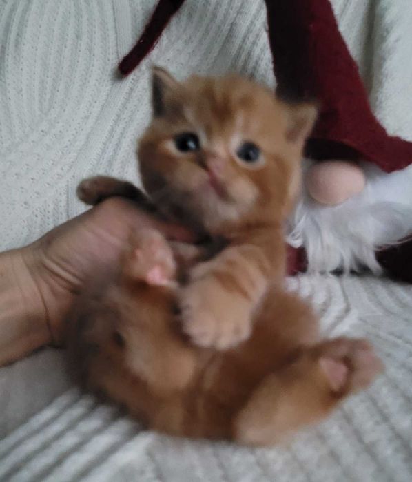 Ошатний червоний хлопчик з милою мордуленцією. Киянин