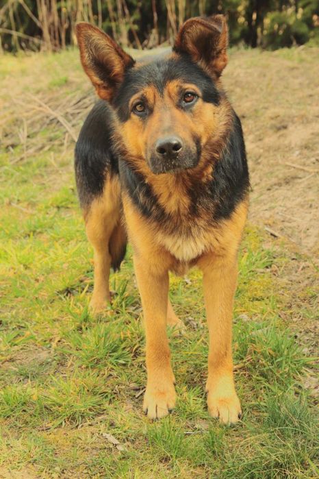 Lubczyk i Tymek pieski w wieku 1-2 lat.w typ.owczarka Asia Majchrz.