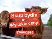 Byki krowy jałówki odsatki