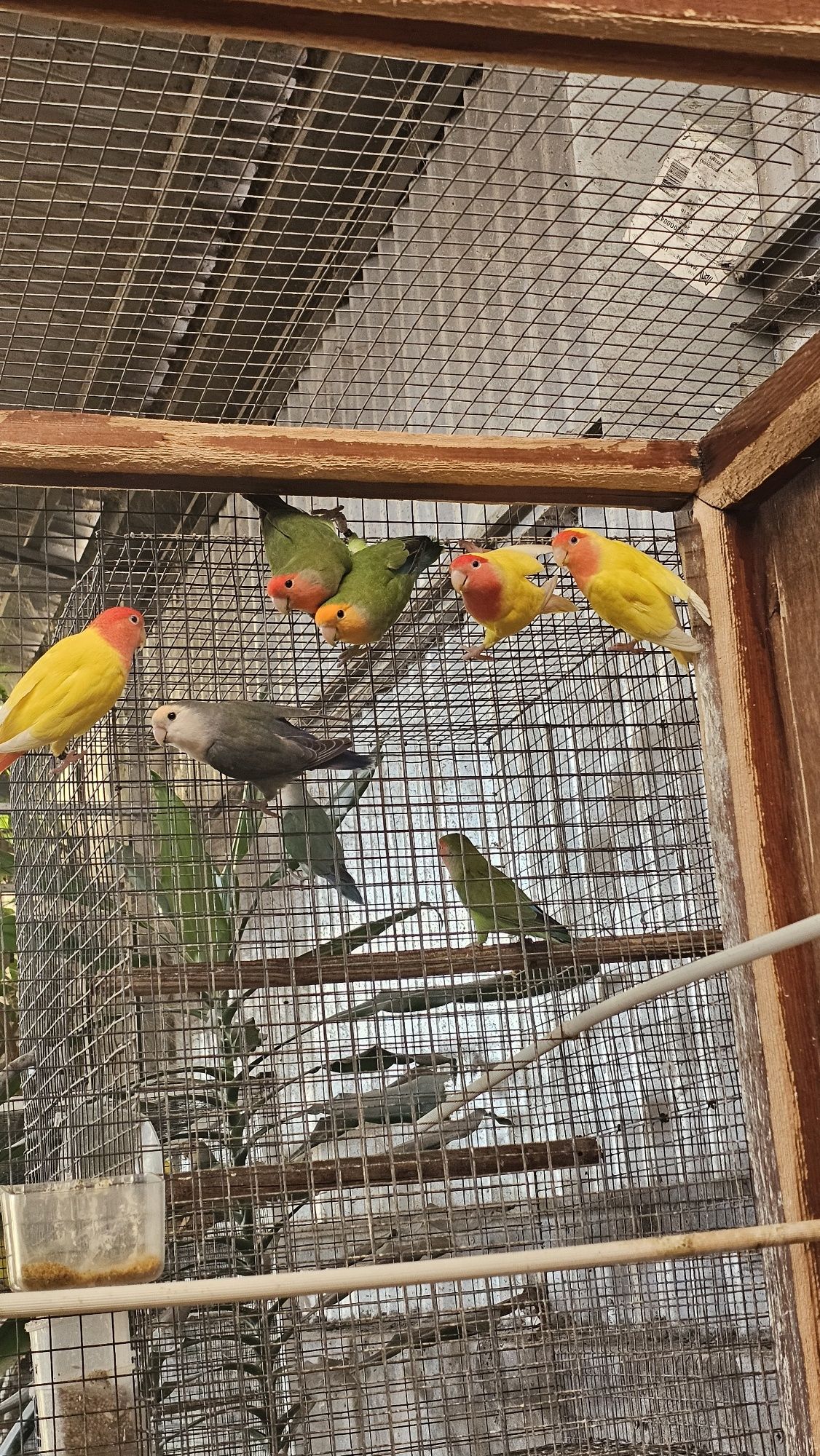Agapornis roseicolis