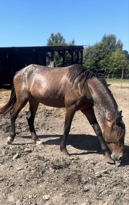 SAPHIRA - fryz-tarant ! - 2.5 roku