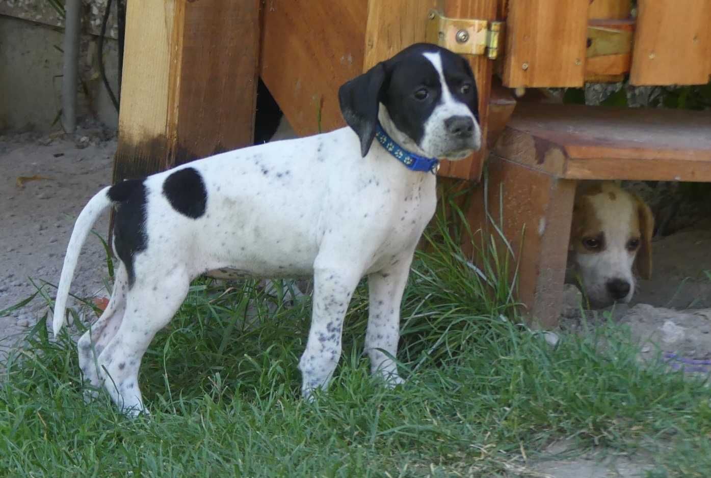 Bluey- suczka rasy pointer, wyżeł angielski
