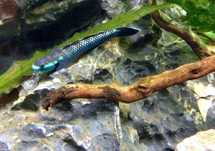 Babka stiphodon atropurpureus blue. Cetarius