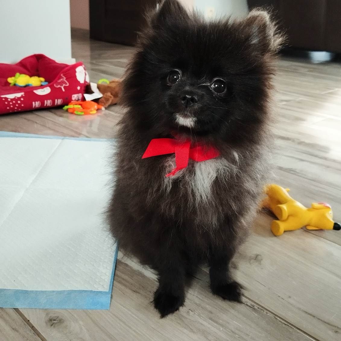 Szpic miniaturowy pomeranian suczka