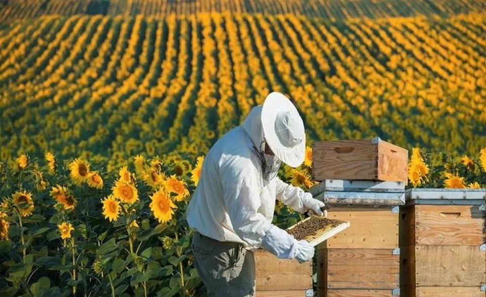 Продам пасіку (вулики з бджолами та інвентарем)