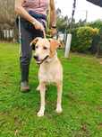 Cão macho adulto para adoção responsável