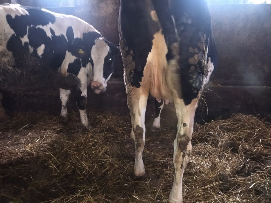 Jałówki krowy cielne