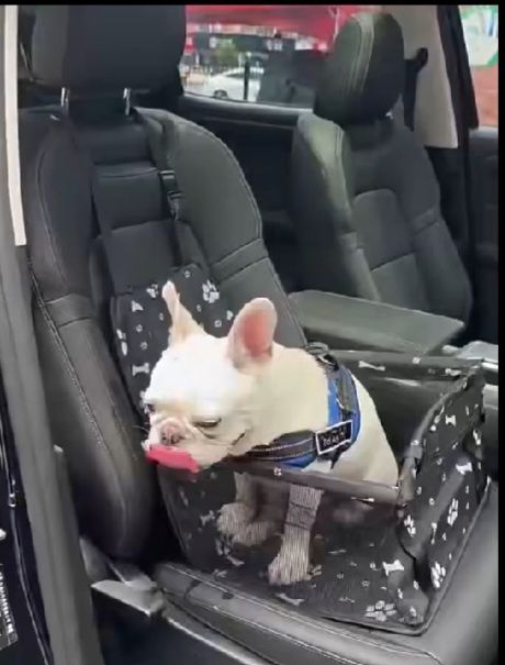 Перевозка  автокрісло автомобільне для собак