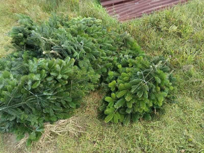 Sprzedam gałązki jodły kaukaskiej w pakiecie 5 kg