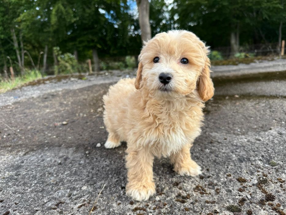 maltipoo gotowy do odbioru