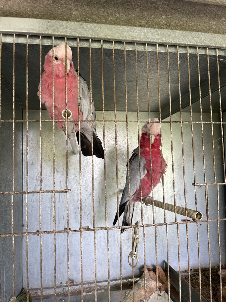 2 casais Reprodutores Cacatuas galah