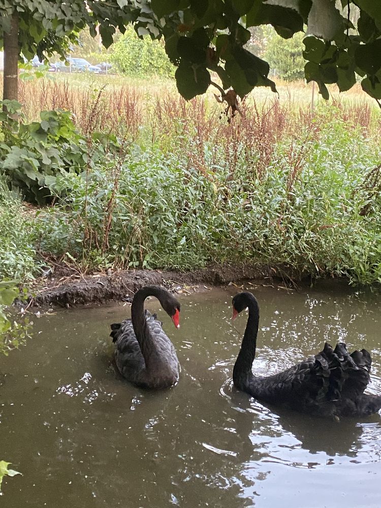 Cisnes pretos e brancos.