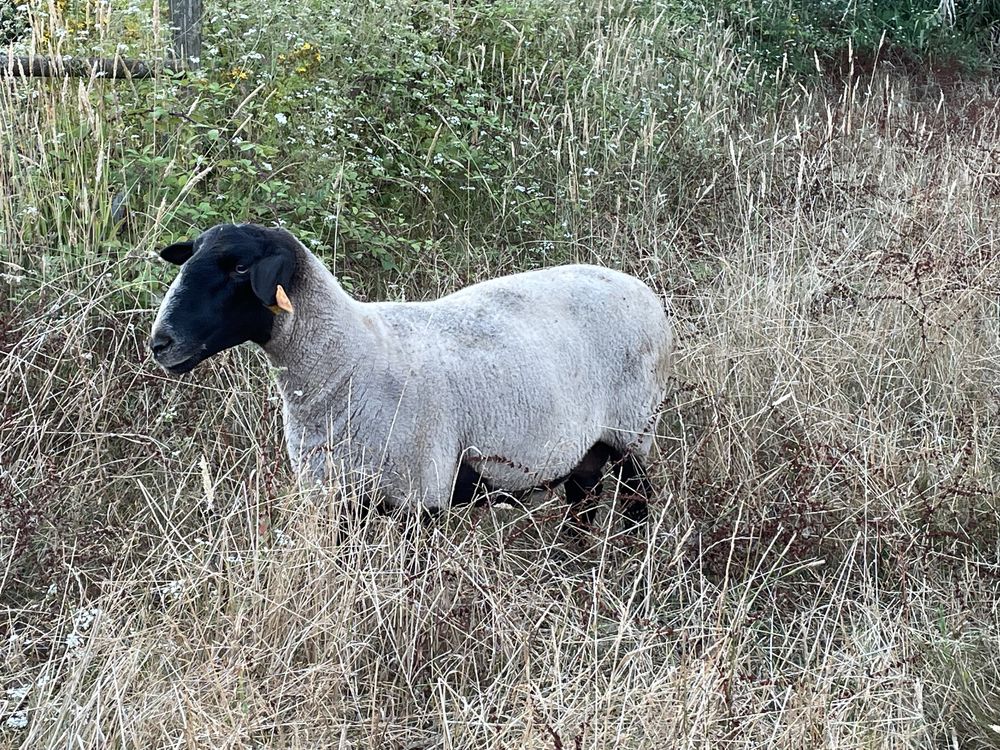 Ovelha suffolk pura