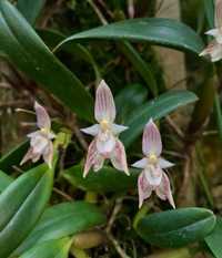 Мініатюрна орхідея Bulbophyllum ambrosia