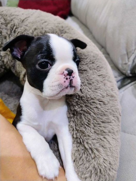 SUCZKA  Boston Terrier