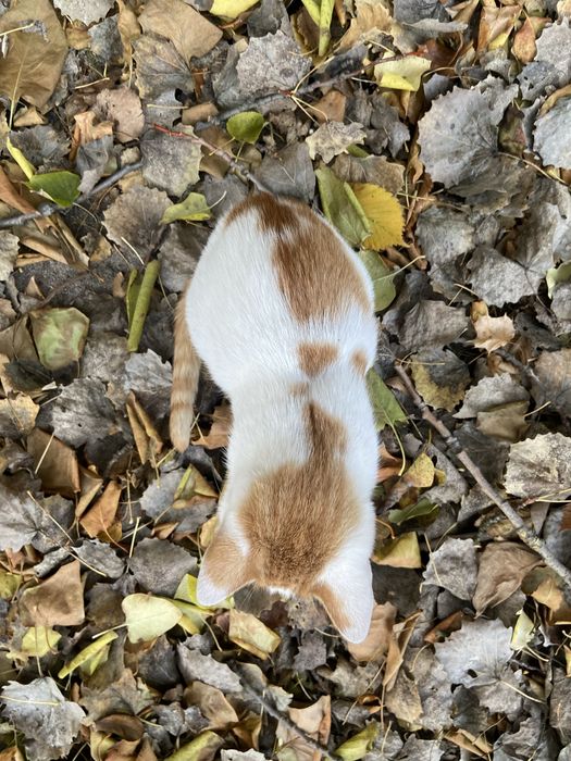 3-miesięczna kotka szuka domu