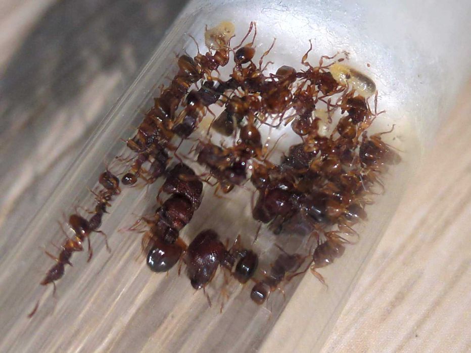 Муравьи Acanthomyrmex glabfemoralis – купить с фермой в Украине