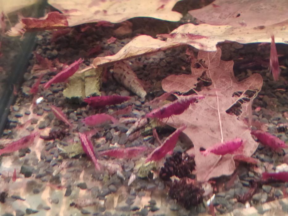 Neocardina red chery