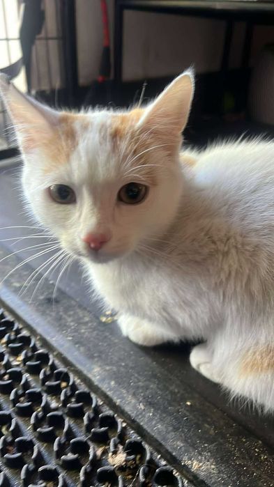 Kocurki do adopcji