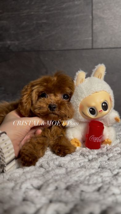 Мальчик Кавапу(мальтипу) Китай.Микро размер(до2,5кг).Редбраун,бебифейс