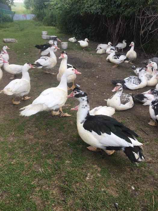 Tuszki kaczek wiejskich / kaczki / koguty / kaczory