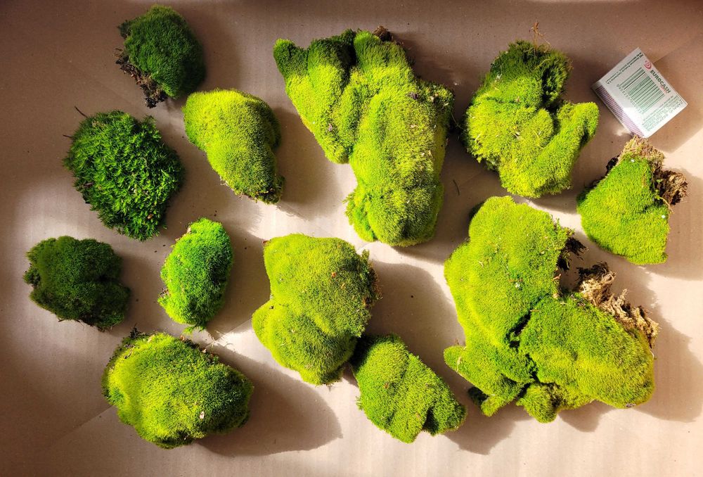 Kępy mchu do terrarium - mech do akwarium - ZESTAW