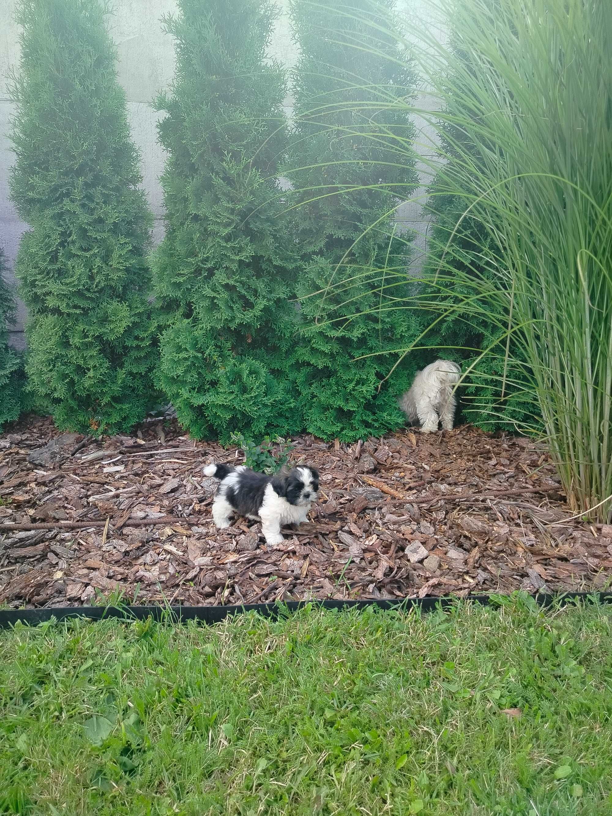 Shih Tzu z rodowodem