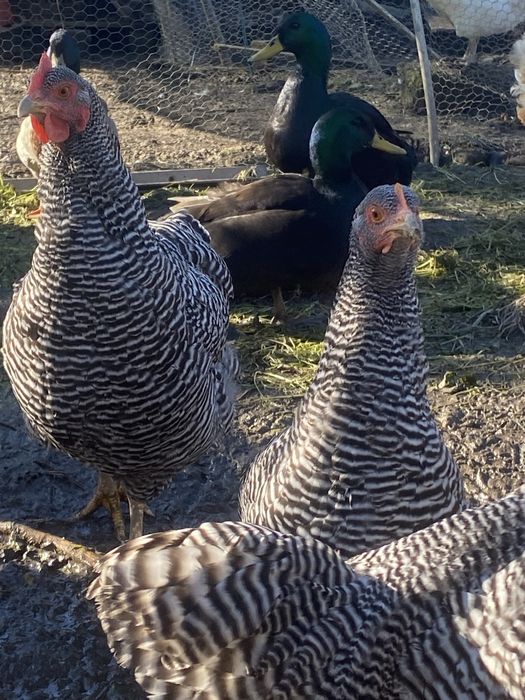 Plymouth rock barrado -Galo jovem 9 meses