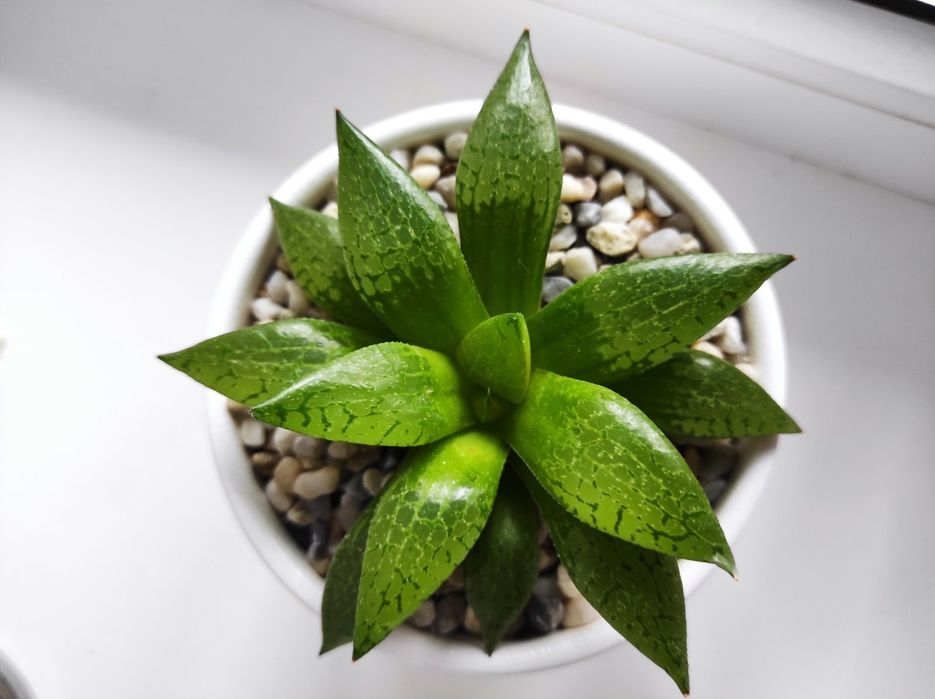 Хавортія Haworthia Comptoniana