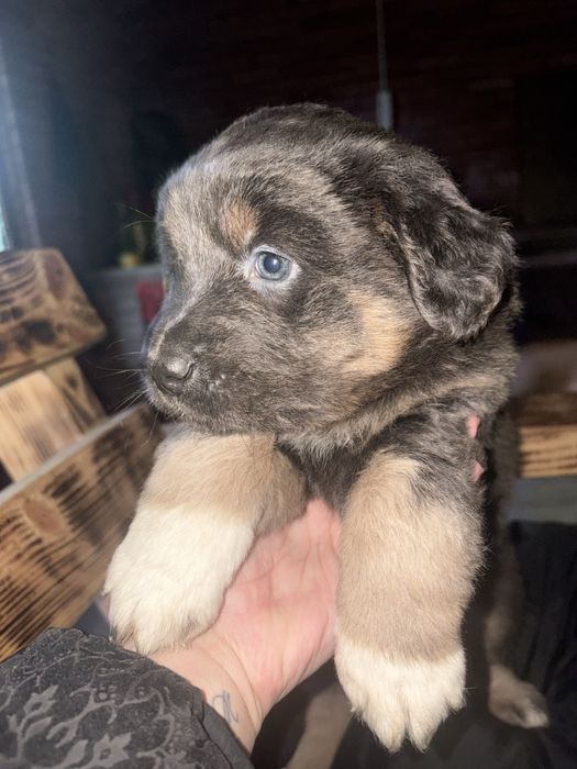 Метис пітбуль безкоштовно
