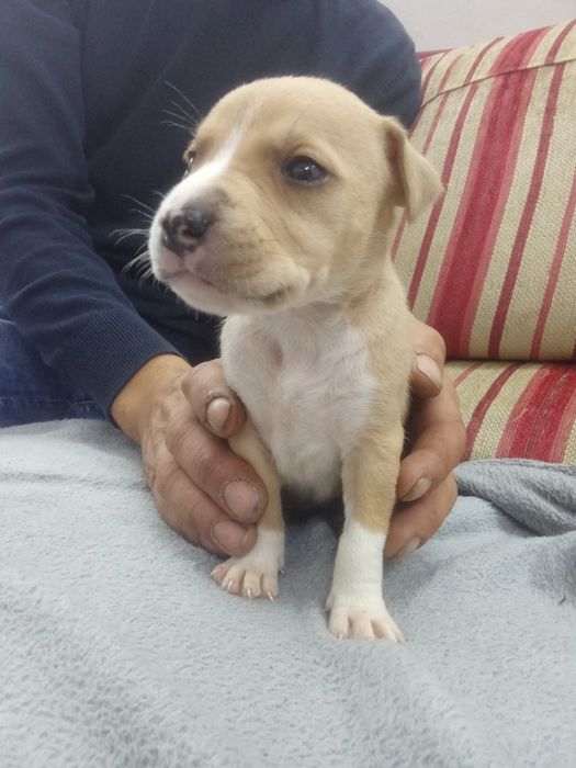 Cachorros bebe American stf