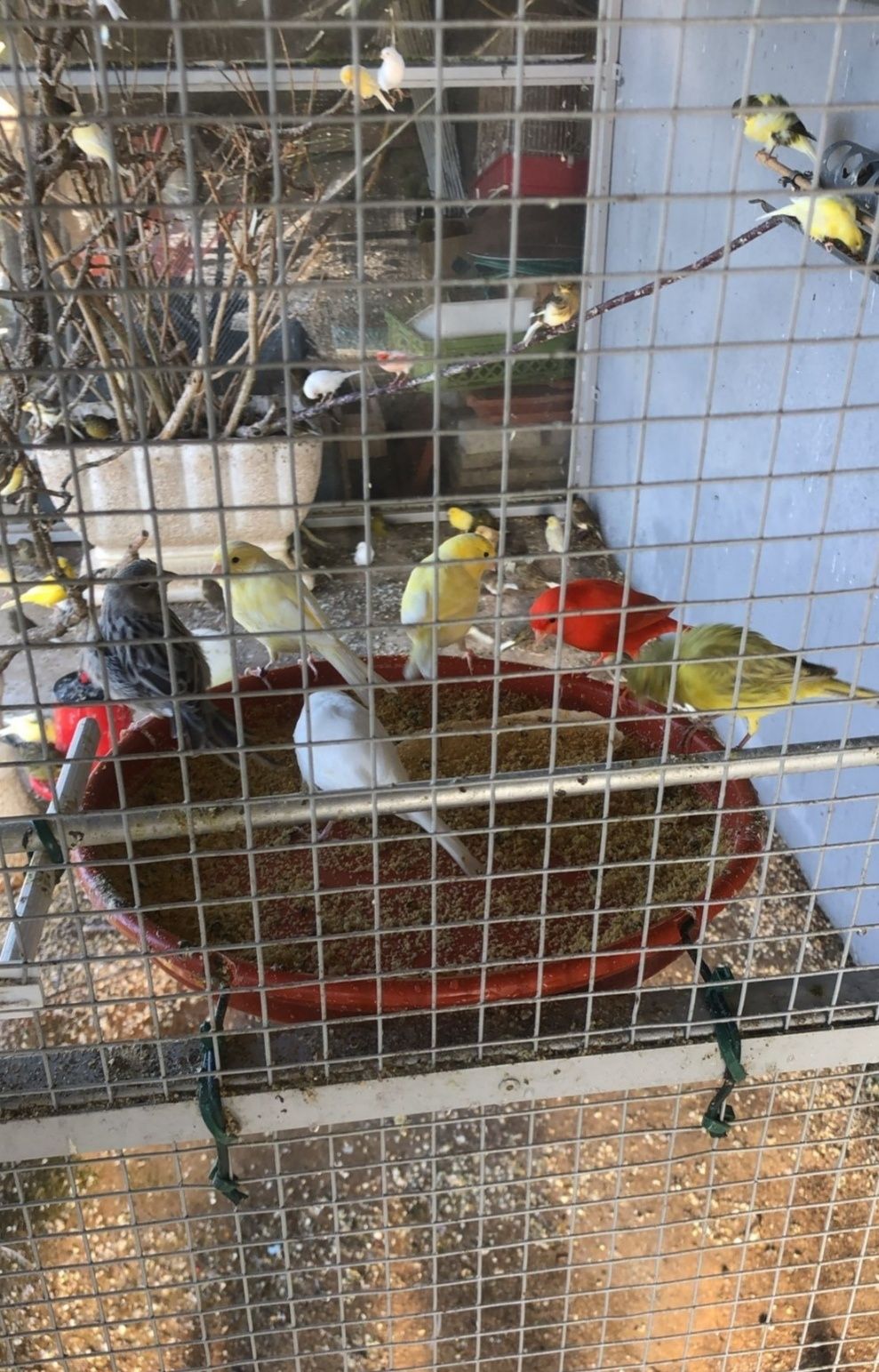 Vendo mandarins e canários