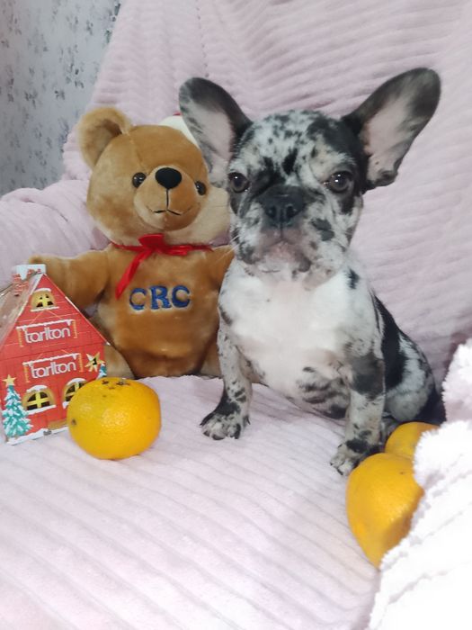 Продаж французьких бульдогів