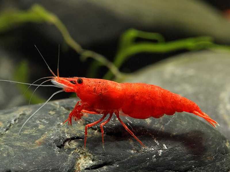 Krewetka BLOODY MARY - Neocaridina - Caridina - dowóz, wysyłka