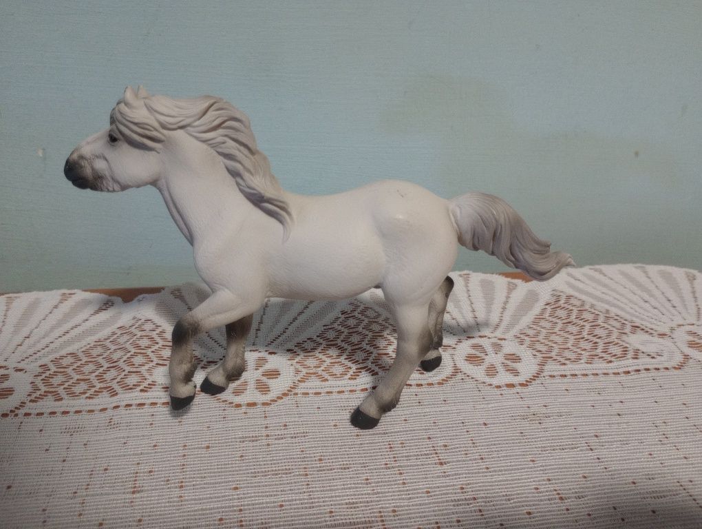Sprzedam! Kuc collecta