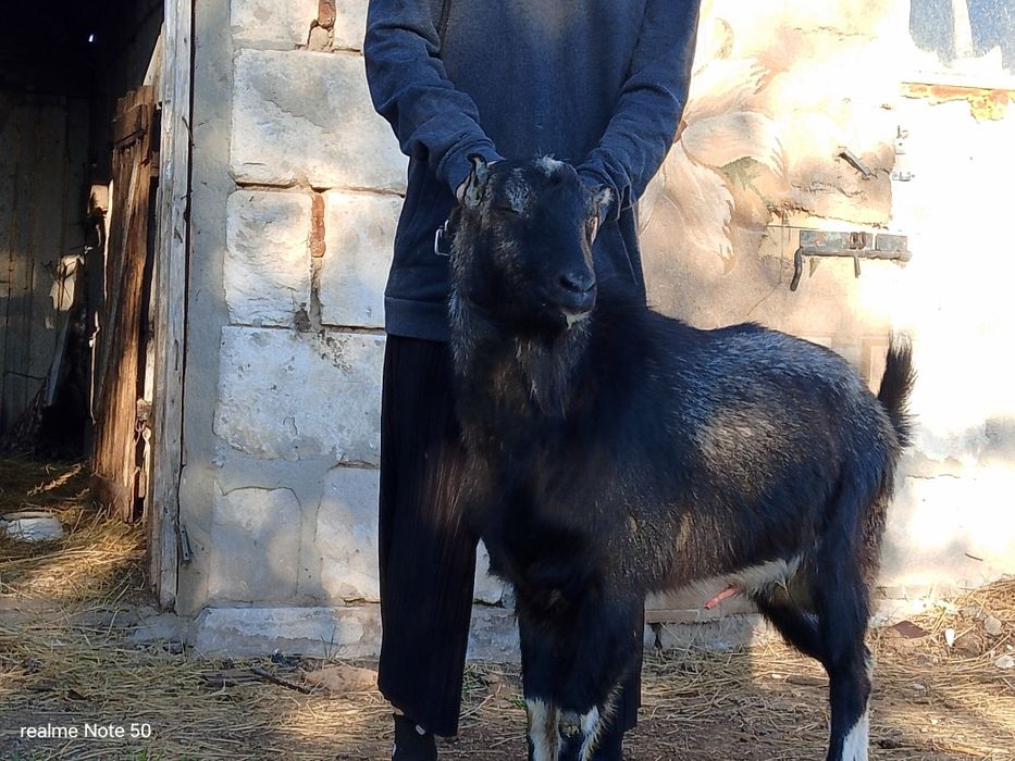 Продам козлика коротковушка