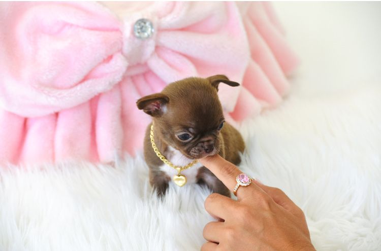 Cudna Mini XXXS Czekoladowa Suczka Chihuahua
