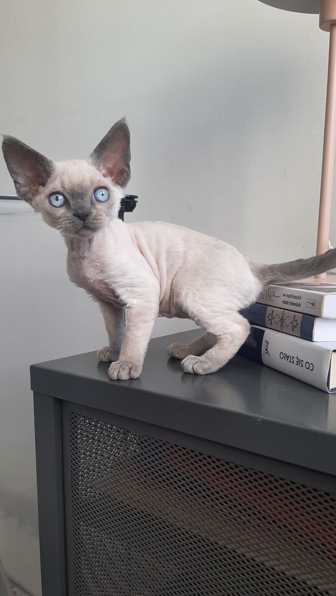 Chloe Contento piękna dziewczynka Devon Rex