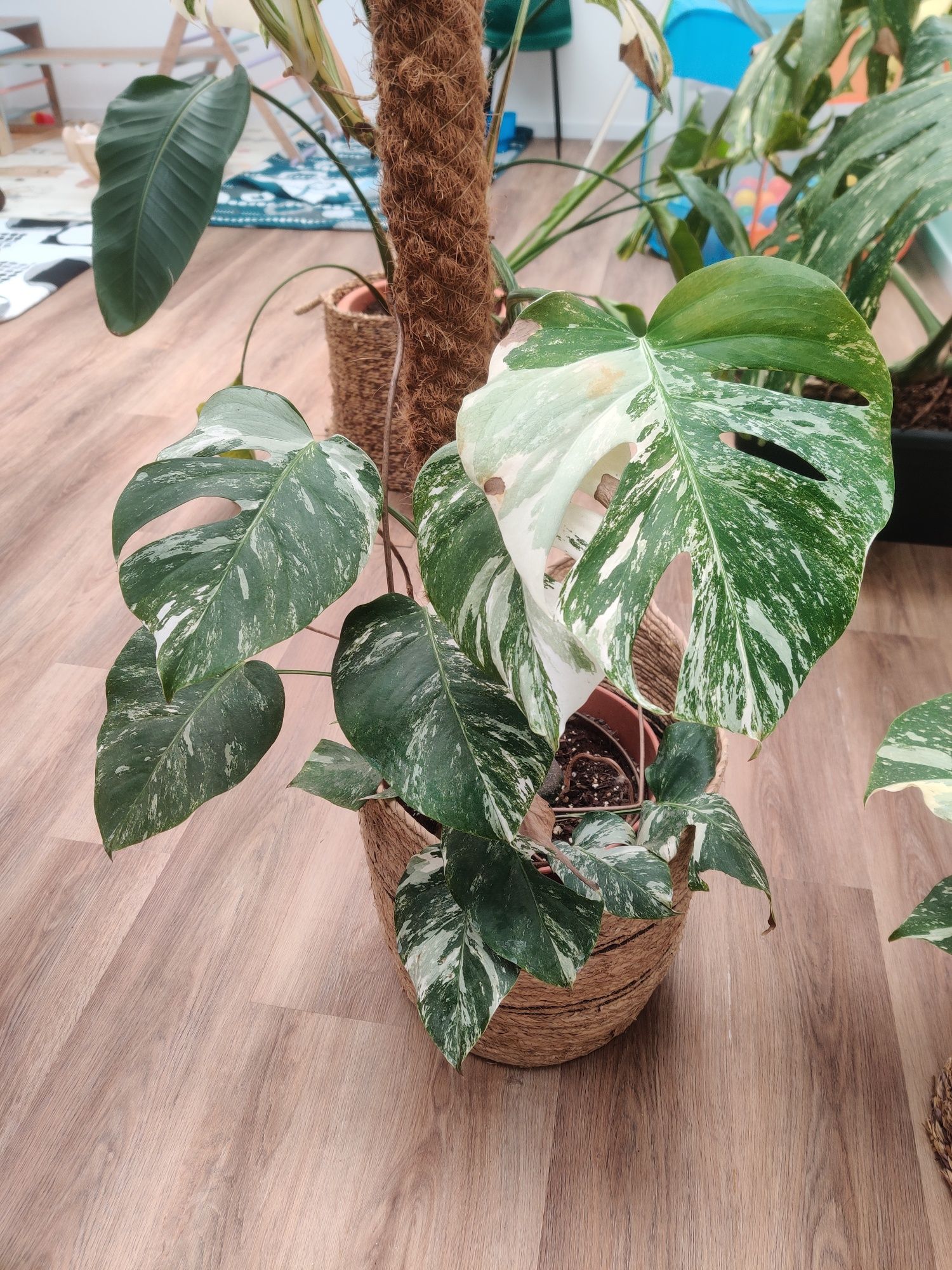Monstera albo variegata